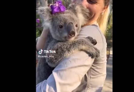 Sexy koala